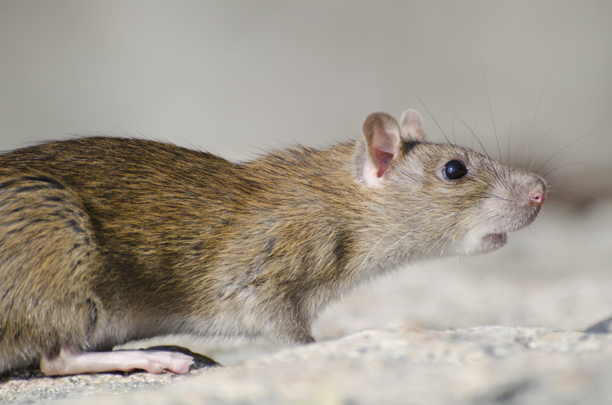 Eliminar Plagas de Ratas Urgente en Sevilla - Conlima